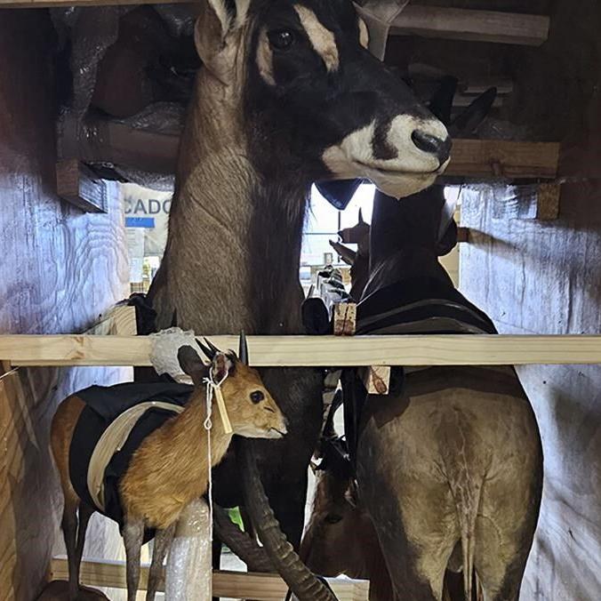 Police and customs seize live animals, horns and ivory in global wildlife trafficking operation